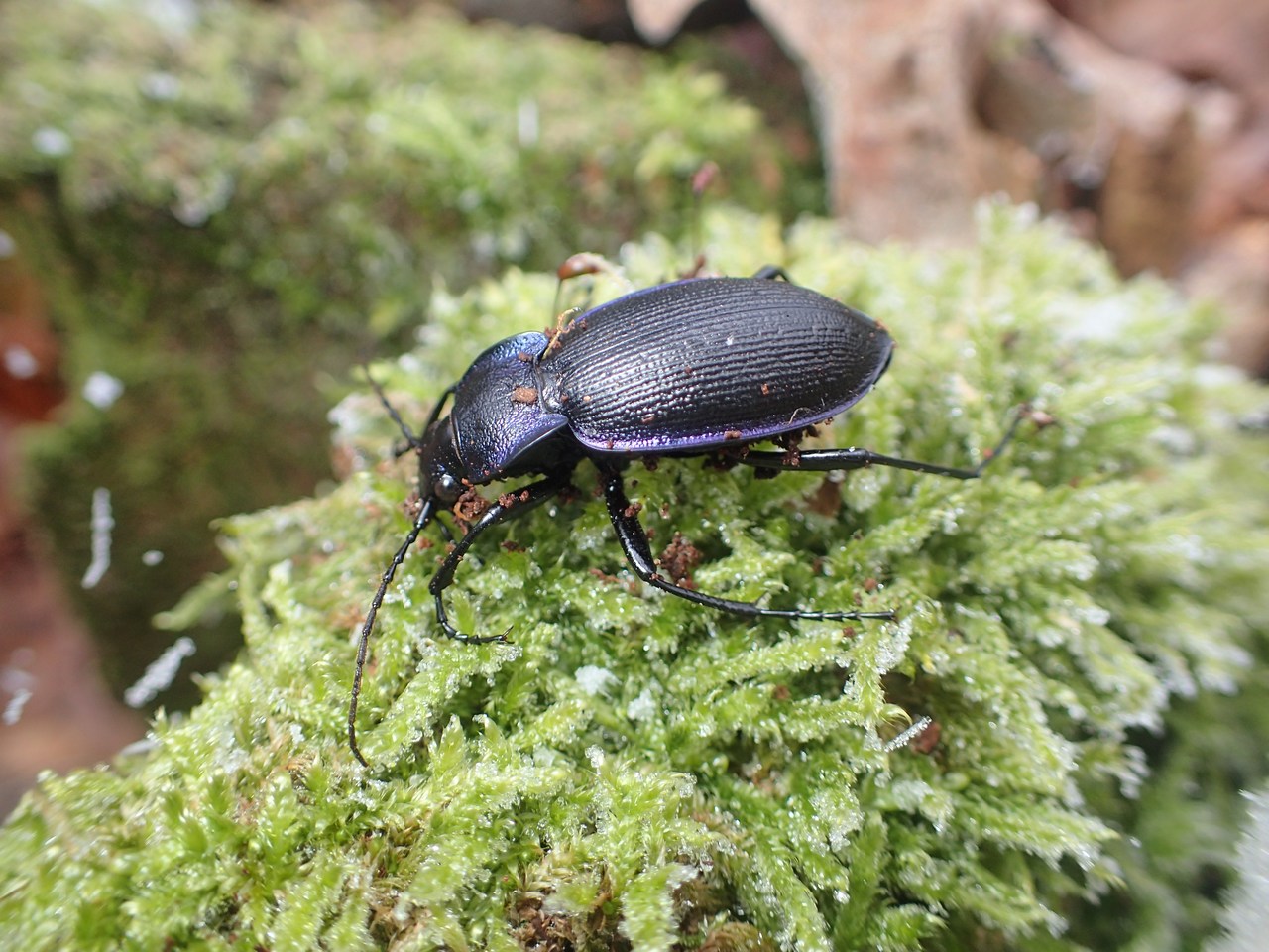 Carabus problematicus